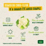 Potagères - Chou-Fleur Merveille des 4 Saisons - image
